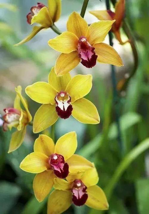 水仙要怎么处理,水仙花哑了是什么原因