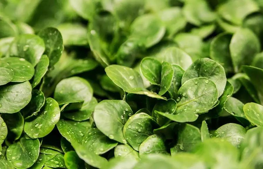 蔬菜沙拉可以用哪些酱料,蔬菜沙拉用的什么沙拉