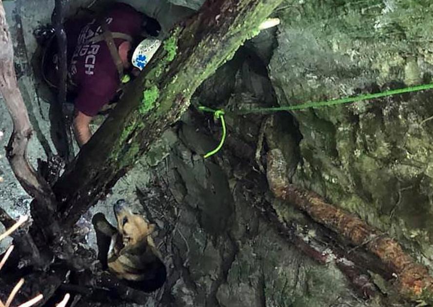 金毛掉进下水沟,金毛掉进下水道狗狗拼命相救