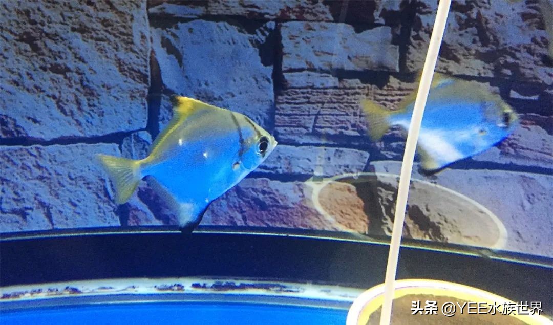 灵动小汽水鱼，硬配龙鱼，生啃七彩