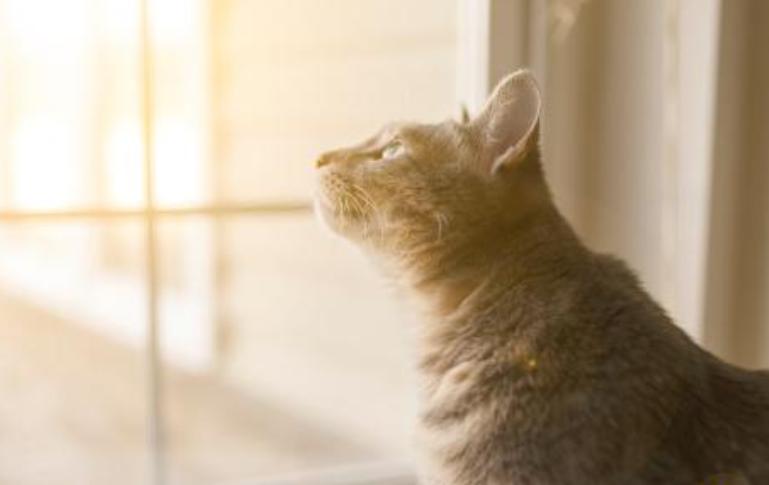 猫咪总是看窗外是什么原因呢,猫咪盯着窗外看
