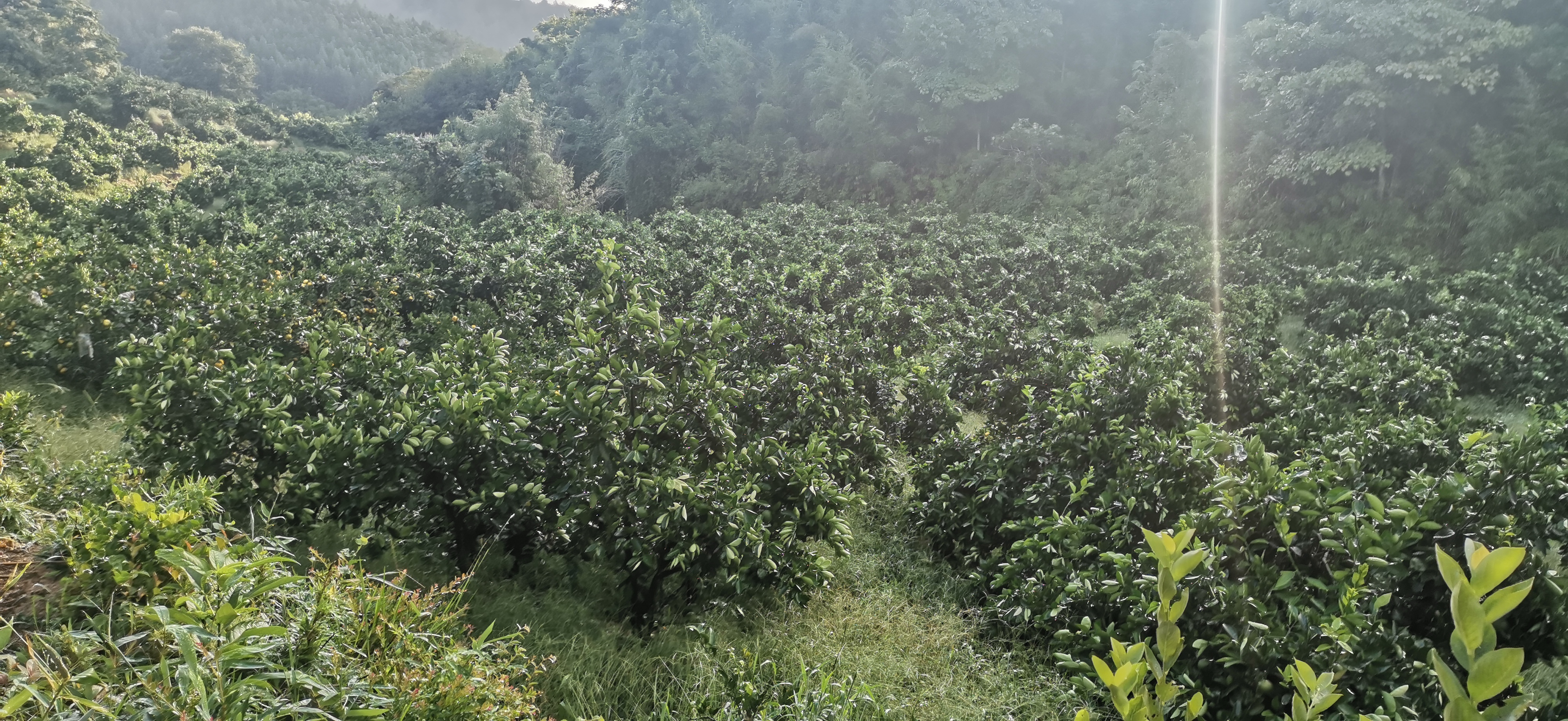 十一月份柑橘管理和病虫害,柑橘11月份管理要点