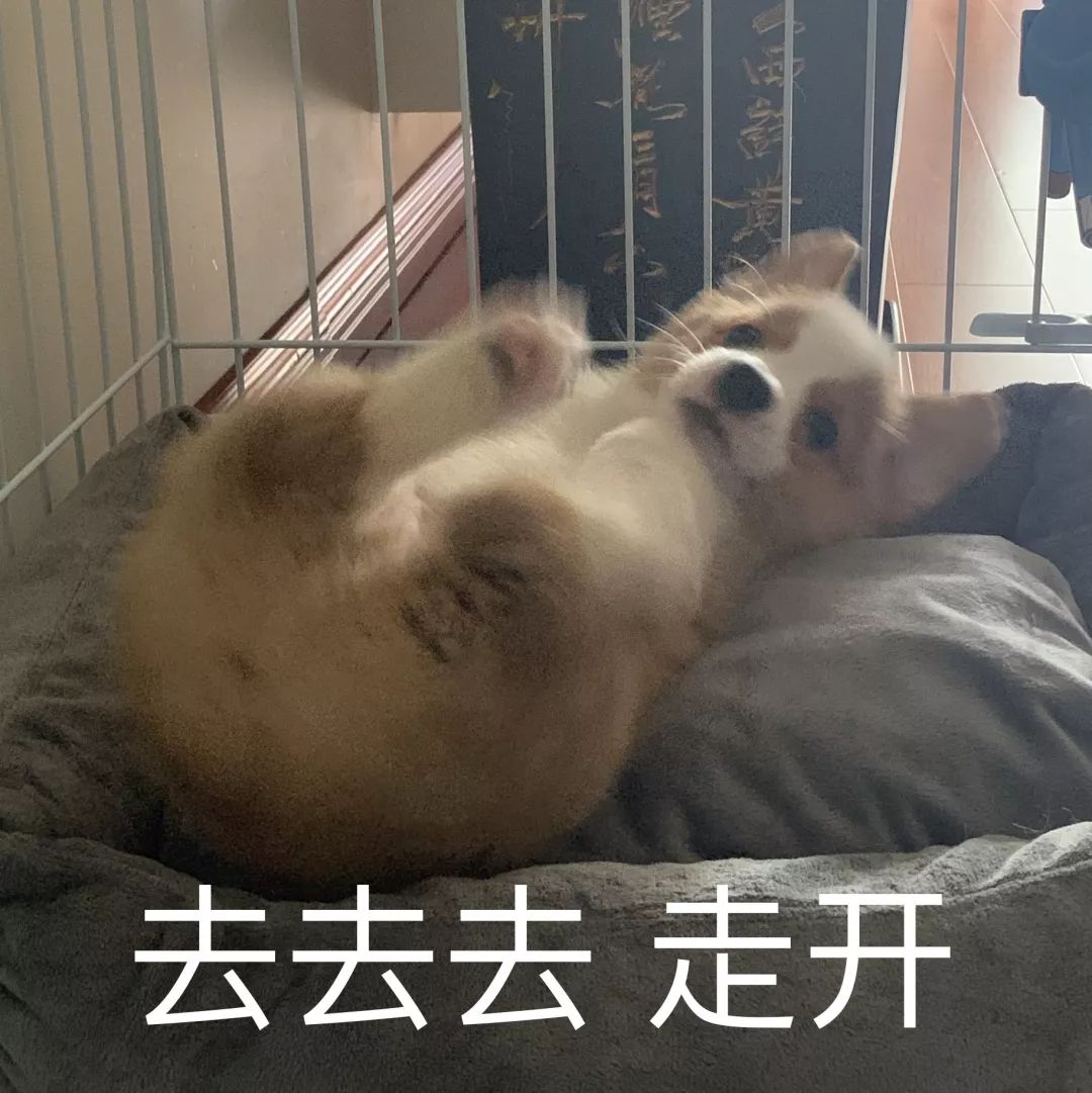 一只鸭子一万五元,一只鸭子一万多