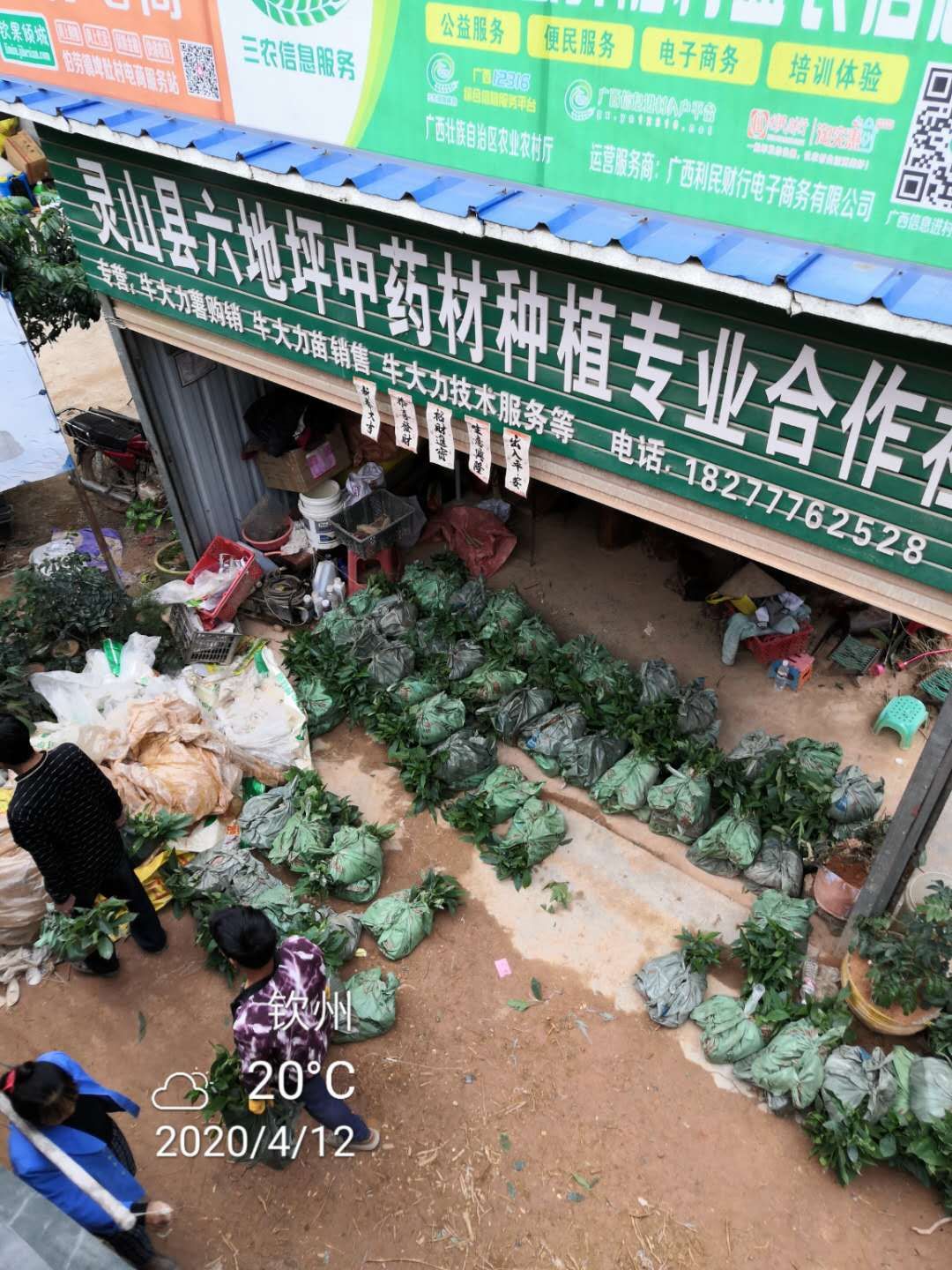 五指毛桃种苗繁殖方法,五指毛桃种苗