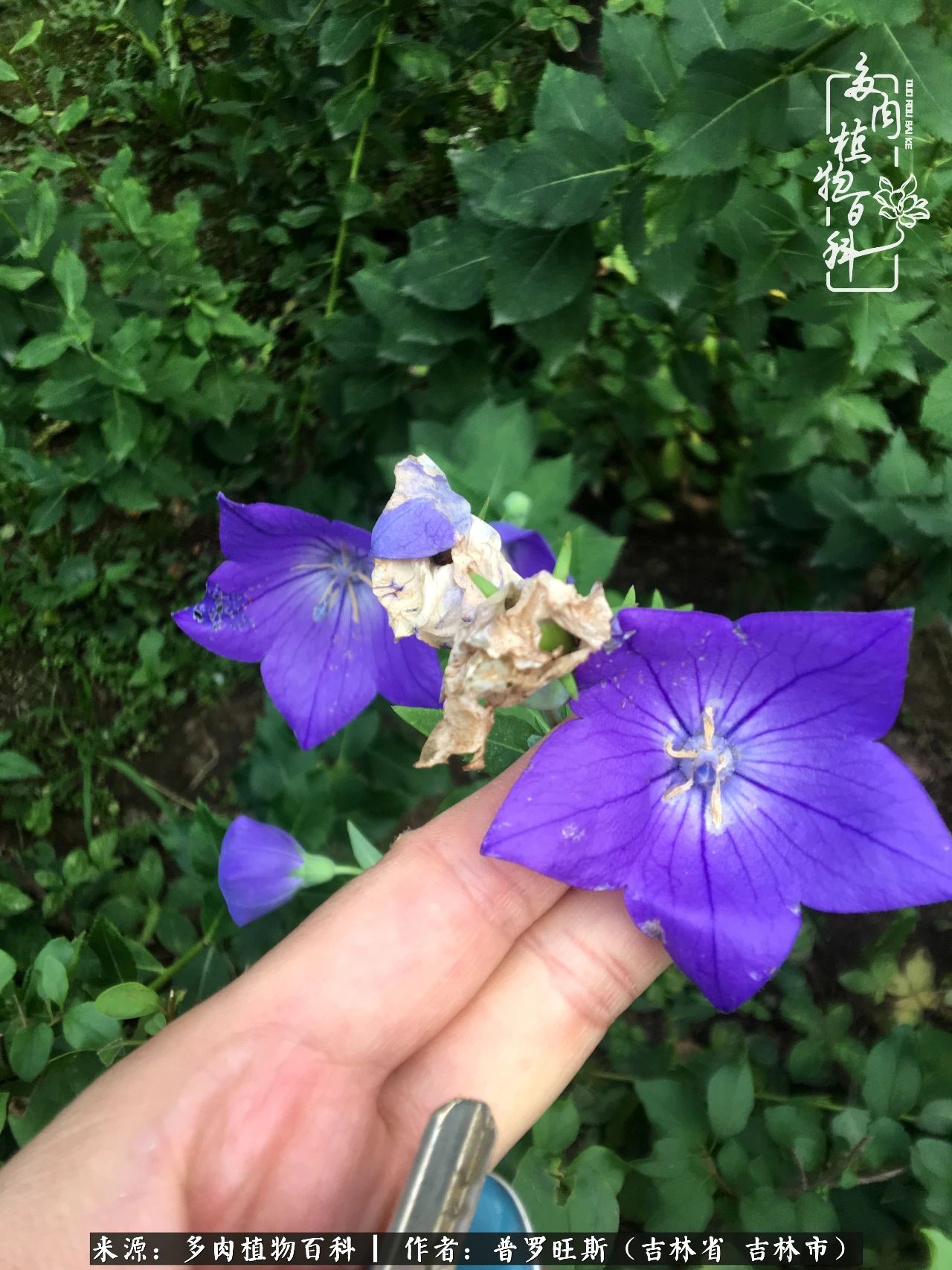 日日勤服侍，日日勤拂拭！服侍花儿，就是拂拭心灵