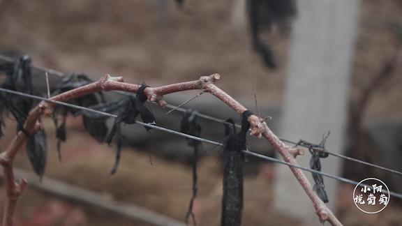 葡萄僵苗怎么处理才能快速生长,怎样管理葡萄才挂果多