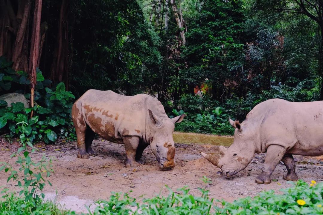 广州长隆购买攻略,广州长隆游玩攻略必买