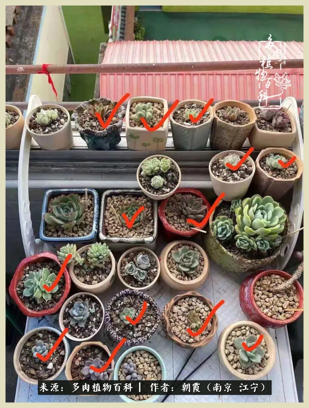 多肉最美的飘枝品种,多肉最美老桩