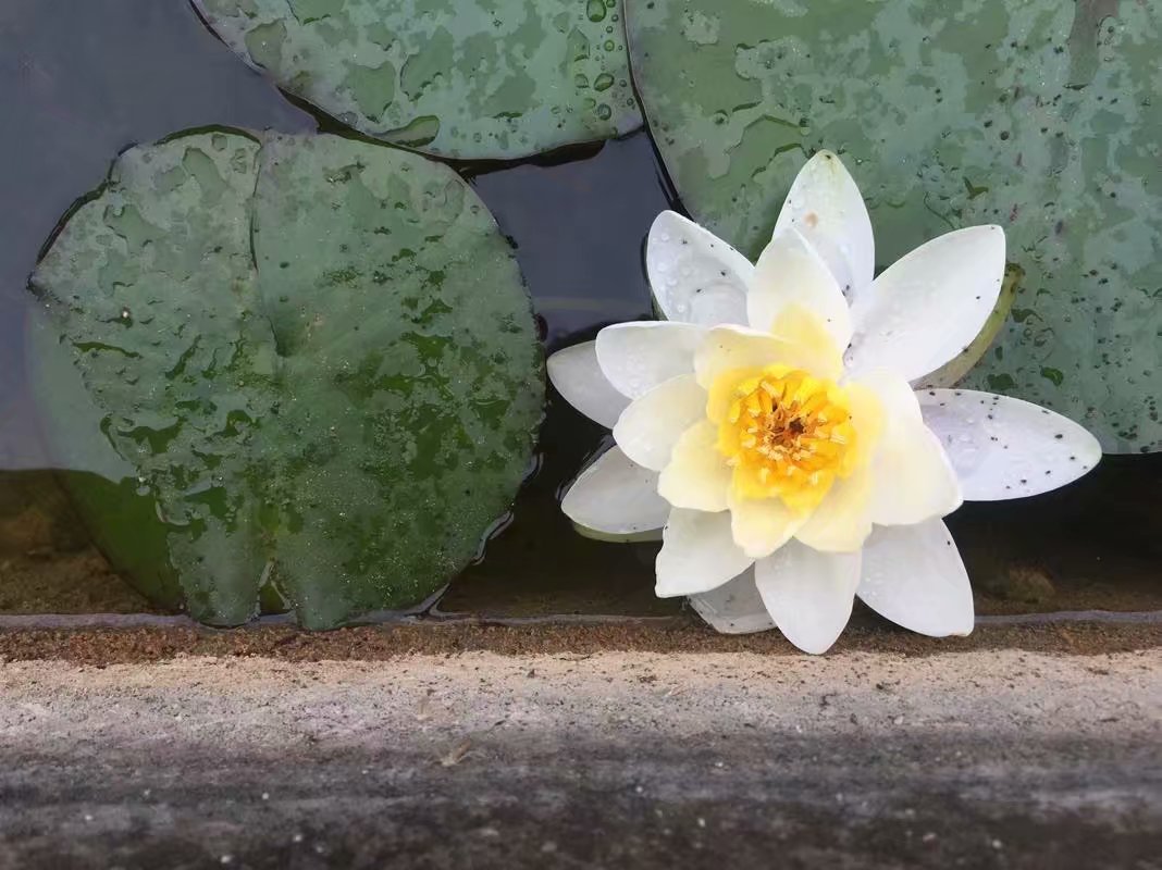 我眼中的昆明,昆明春之城