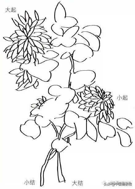 菊花花头花苞画法,菊花花头的画法步骤图片