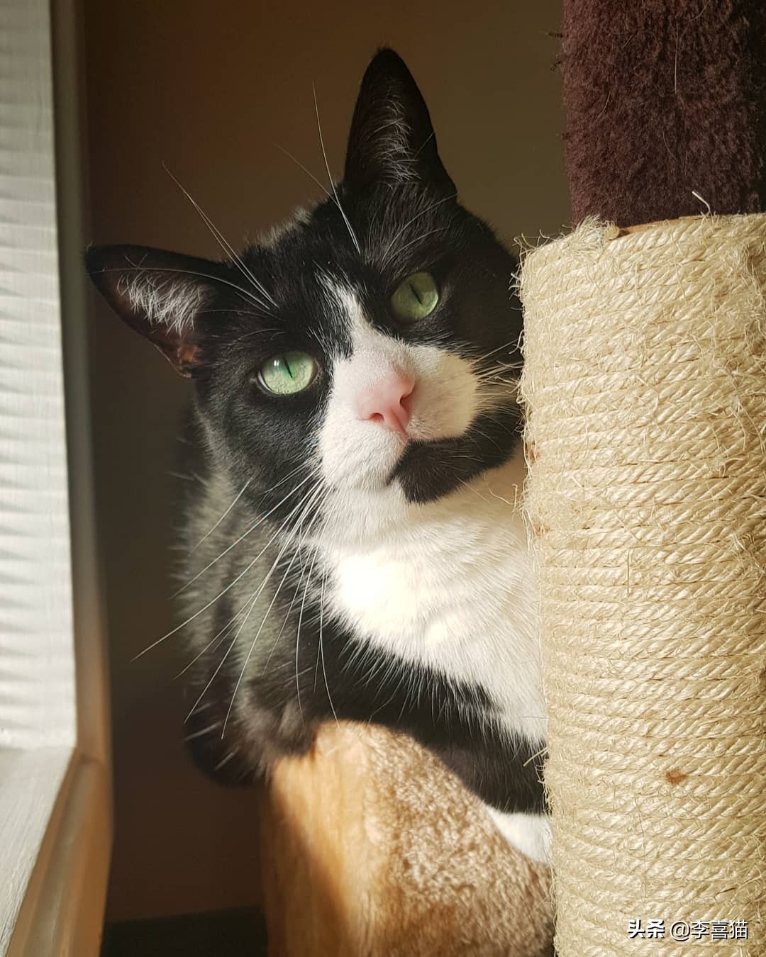 怎么防止猫咪挠家具,如何解决猫咪挠家具