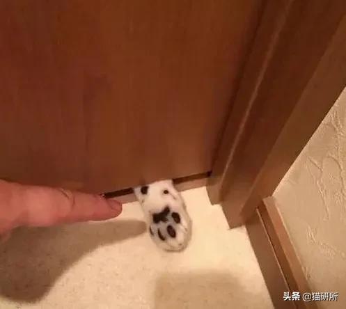 猫爪有什么隐藏的秘密,猫爪爪有哪些冷知识