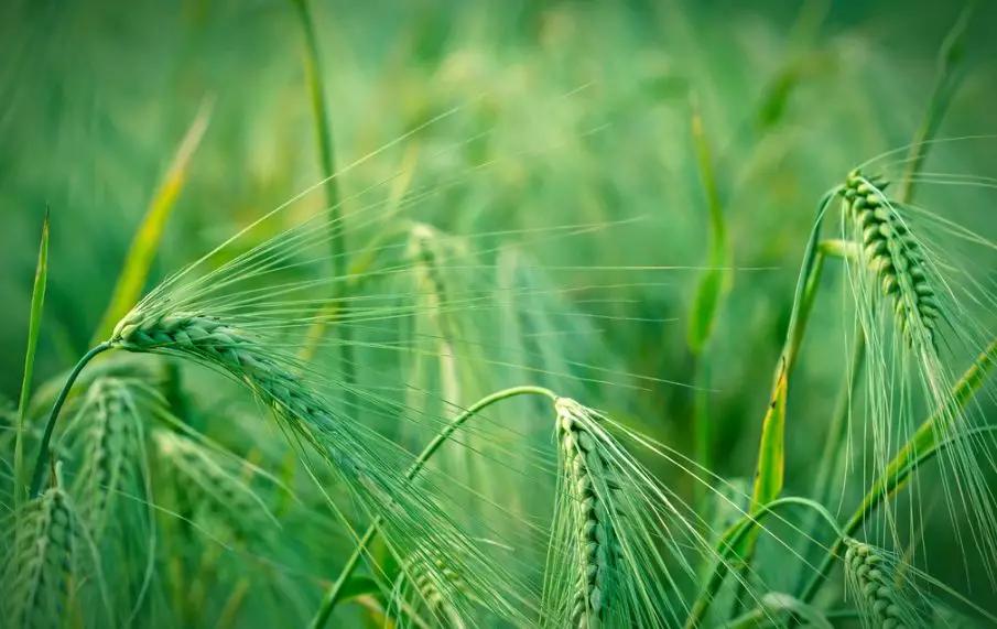 立夏暖人间草木香,风暖人间草木香不负夏日好时光