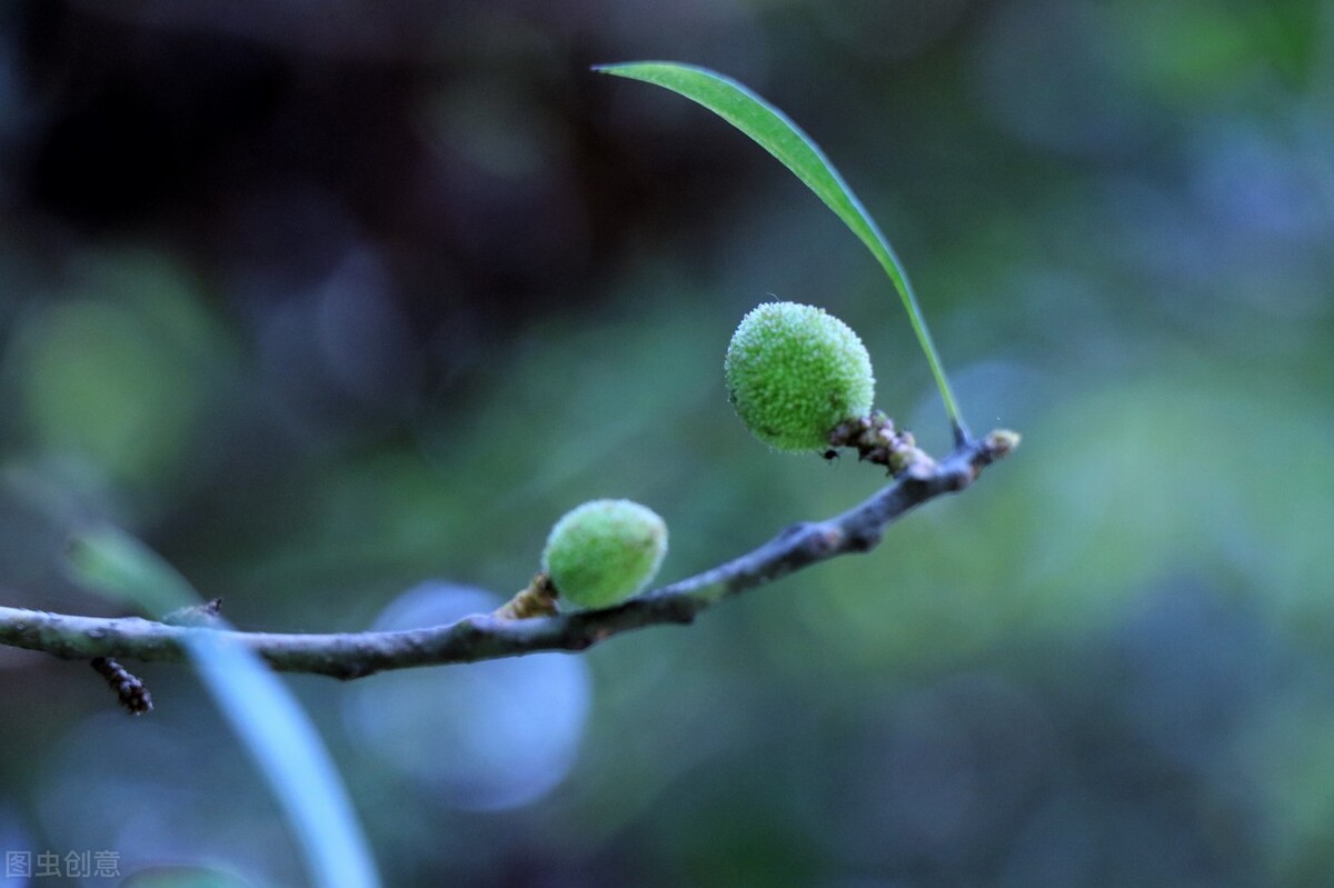 杨梅到底有多好吃,杨梅高品质什么颜色