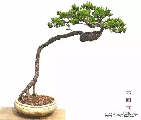 盆景结顶的形式,最好的盆景结顶方法