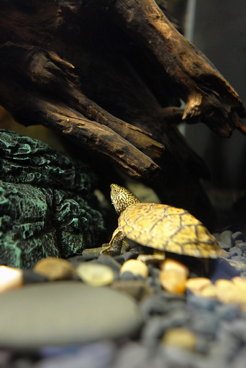 平背麝香龟价格,麝香蛋龟和果核蛋龟区别