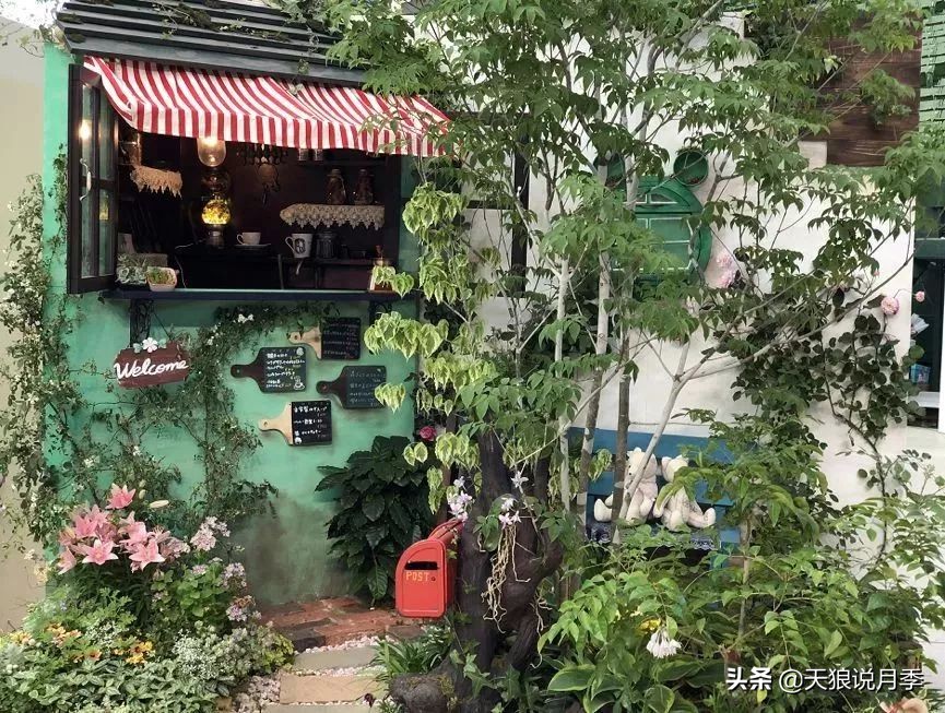 天狼月季优惠活动时间,天狼月季618活动