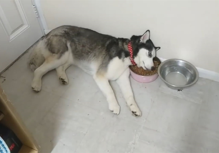 狗狗饿了什么都不吃怎么回事,狗狗零食辟谣