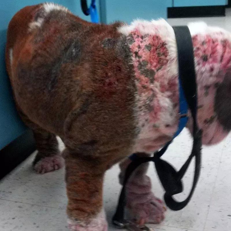 狗狗两腿内侧突然起红疹,狗狗身上起红疹用什么药