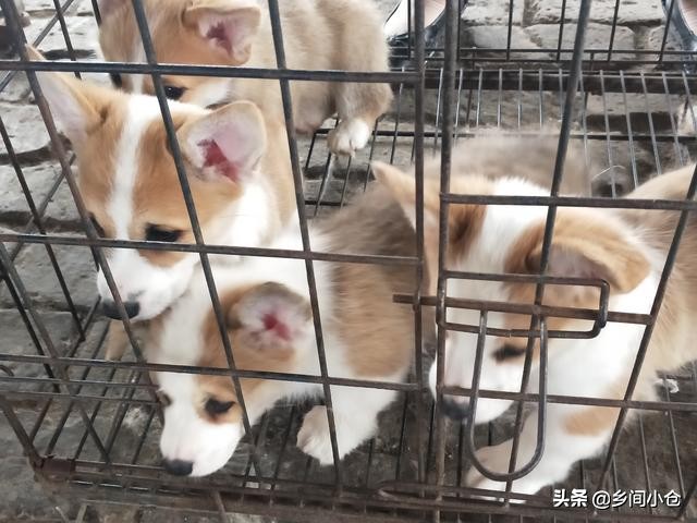 开封狗品种大全,开封狗市是中国最大的吗