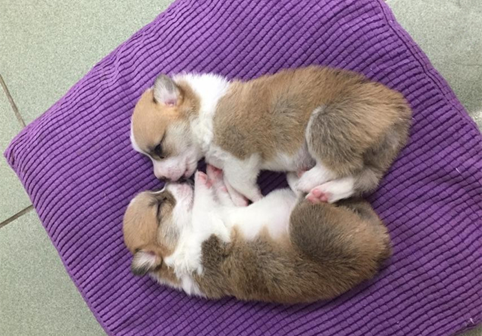 幼犬细小心肌炎的症状,小狗肺炎呼吸急促应该怎么缓解