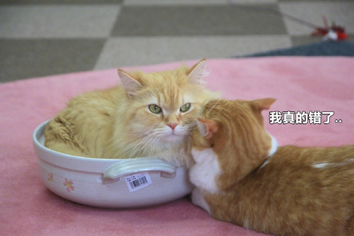 放下了七情六欲戴上金箍才能救你,带上金箍就不能有七情六欲了