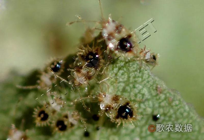 樱桃虫害防治绝招,樱桃虫害防治