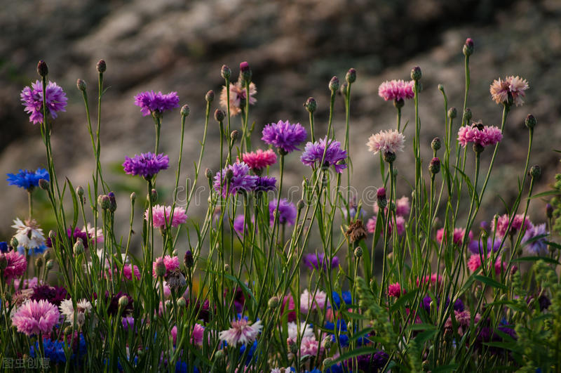 生日鲜花用哪几种花,代表友谊长存和生日快乐花语的花