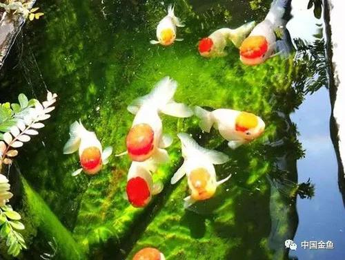 喂鱼算是养鱼最大的乐趣吗,养鱼的乐趣就是每天喂鱼