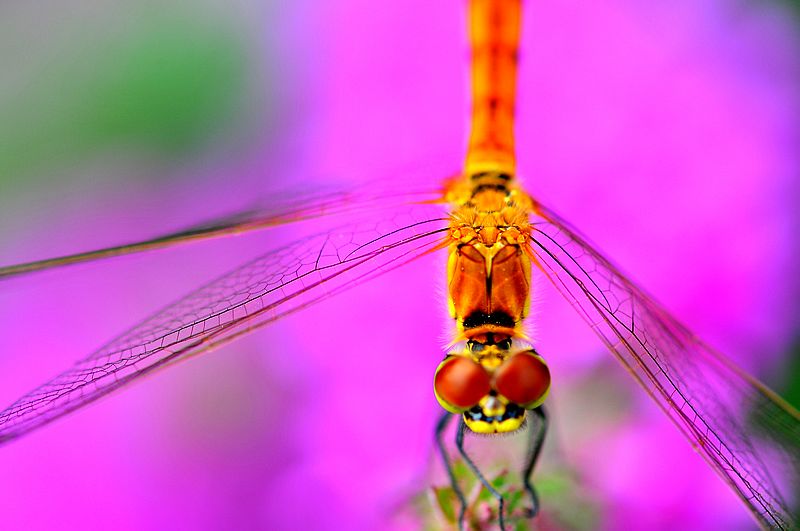 铚昏湏鎭嬭姳鍥剧墖澶у叏,铚昏湏鎭嬭姳鏂囨