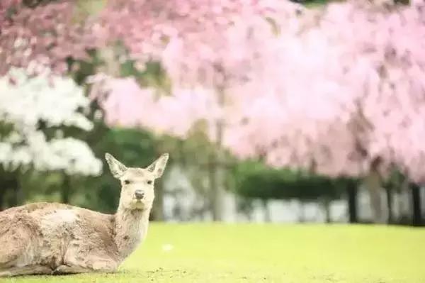 日本是一个值得一去再去、并深入探索的国家