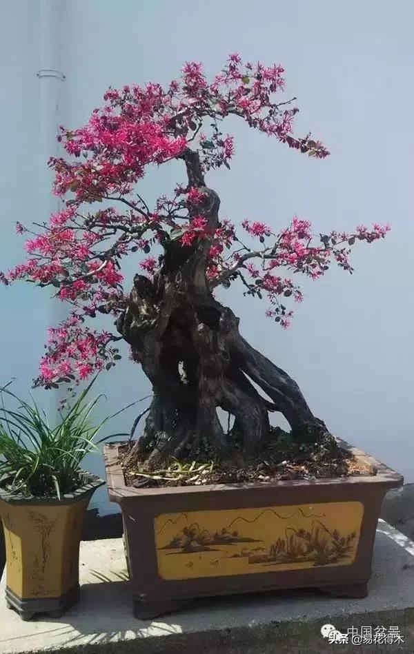 白檵木盆景图片欣赏,异形白花檵木盆景