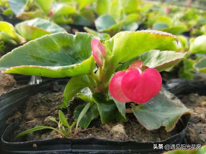 四季秋海棠怎么养护和管理,四季海棠初春烂叶怎么养殖