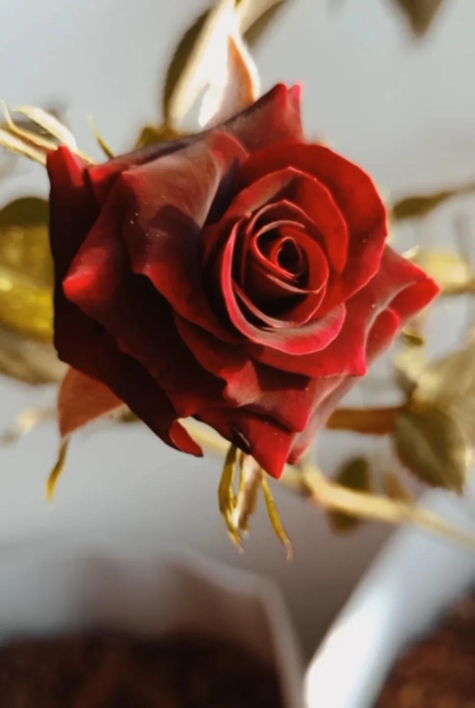 法国优雅黑玫瑰,高贵优雅的黑玫瑰