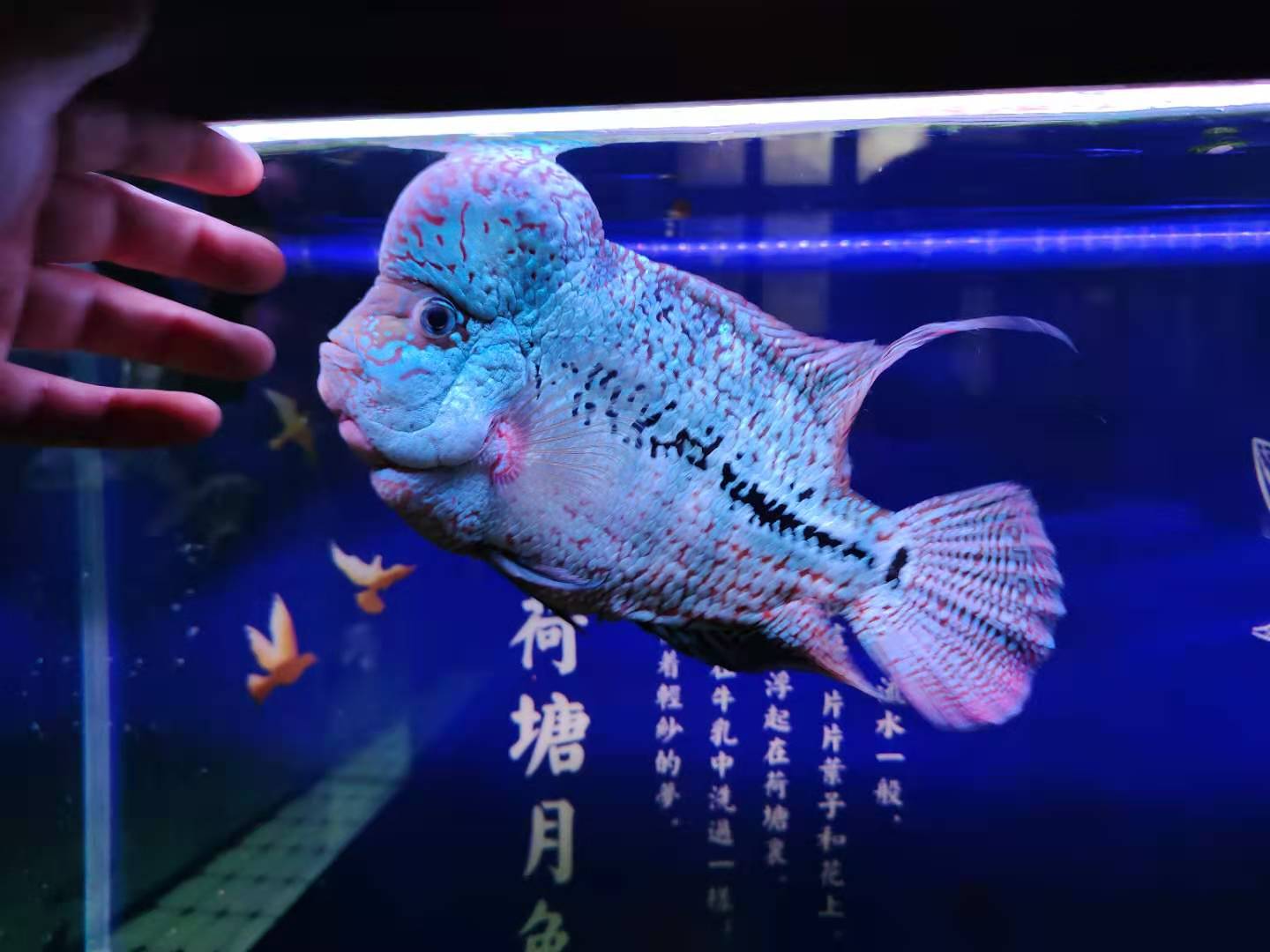 自己从未饲养过的观赏鱼,新手养观赏鱼需要准备哪些