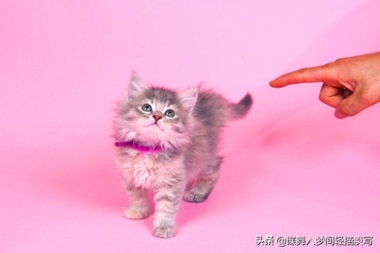 家中调皮.捣蛋性格的猫咪该如何养？4种方法帮您理清，更懂猫