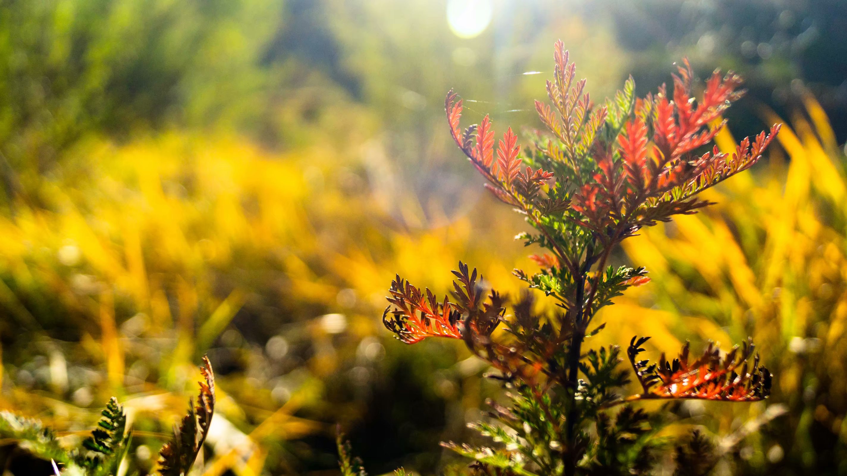 世界医学院校名录中国有几所,世界医学院校名录承德医学院