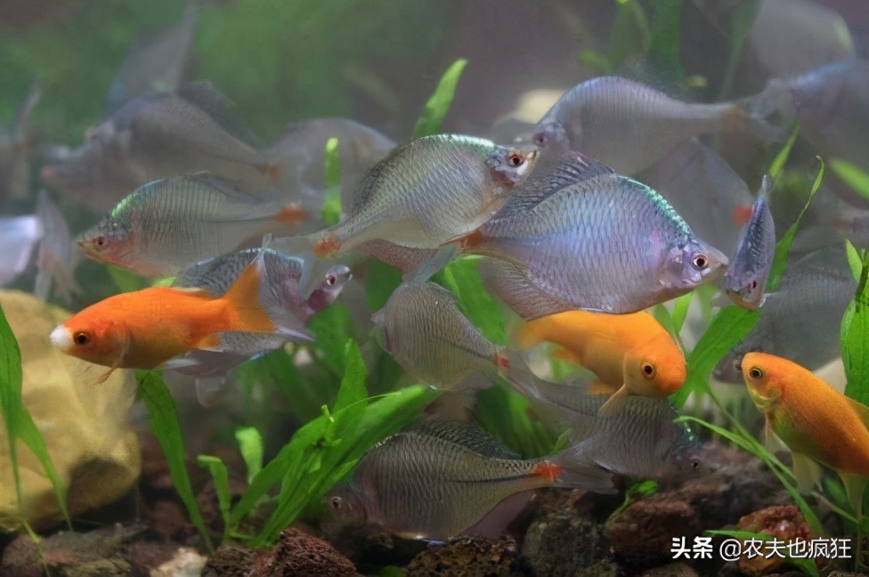 十几元一斤的鱼当地人却拿来喂猪,野生垃圾鱼