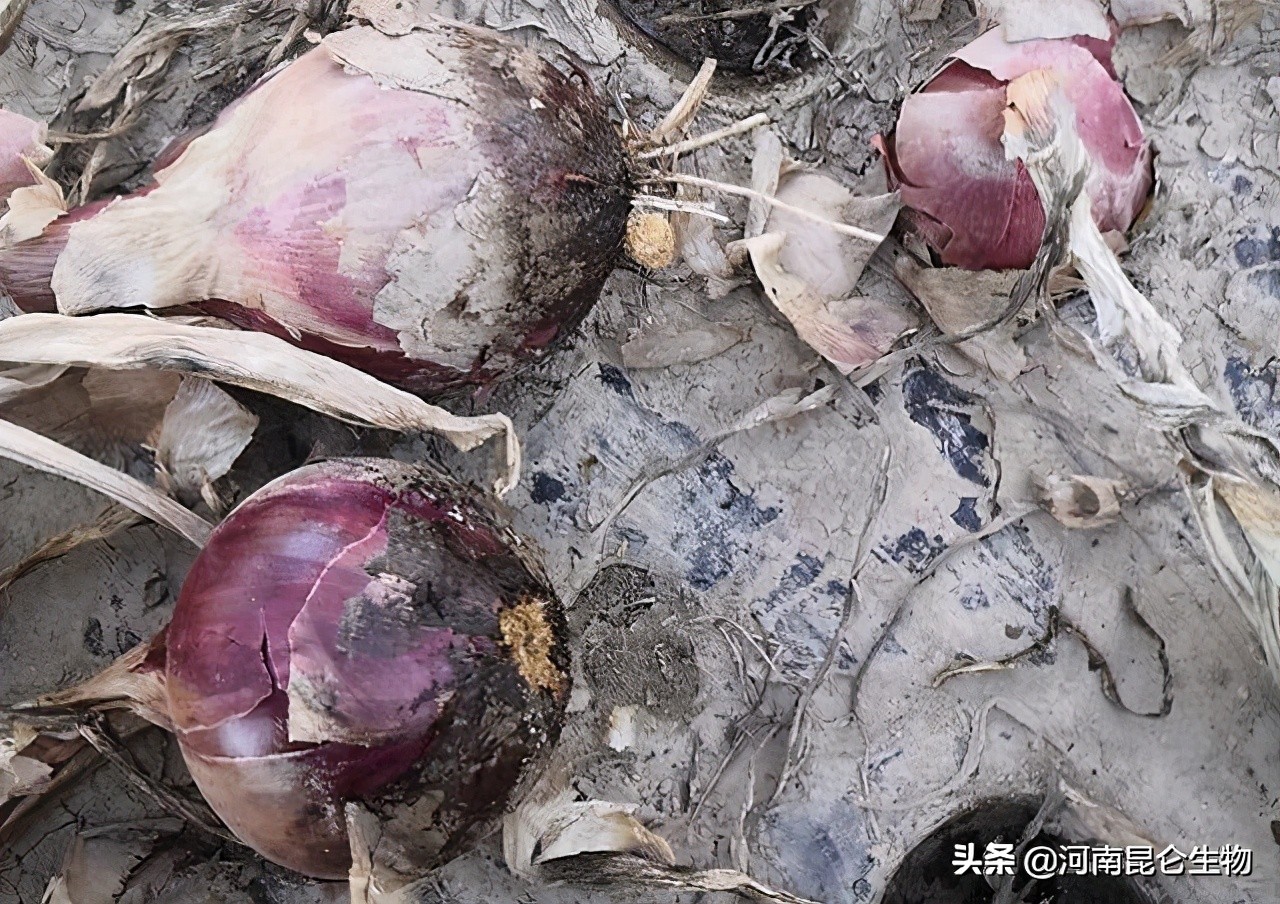 洋葱烂根黄叶怎么治,洋葱枯萎病