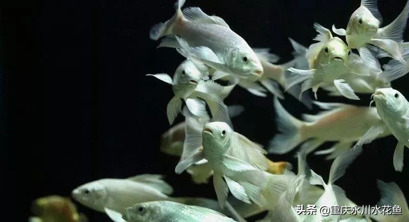 普身蝴蝶鲤和龙凤锦鲤的区别,龙凤锦鲤和蝴蝶锦鲤哪个更贵