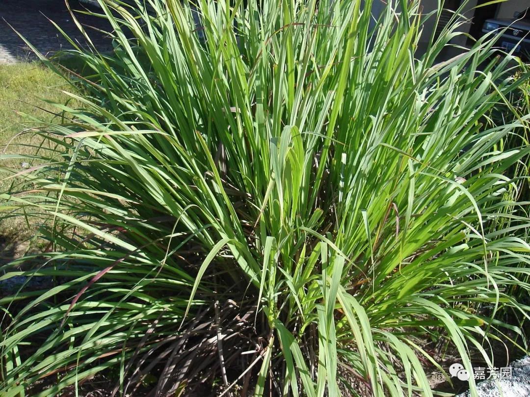 有玫瑰香气的草,玫瑰草是什么草