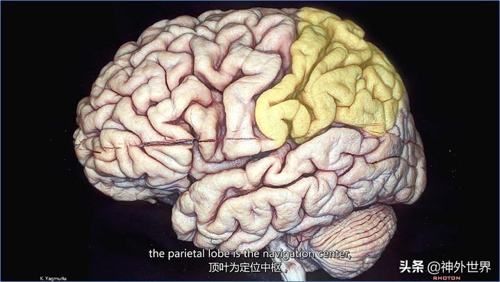 大脑皮质的功能定位总结,基础心理学神经系统的结构及功能