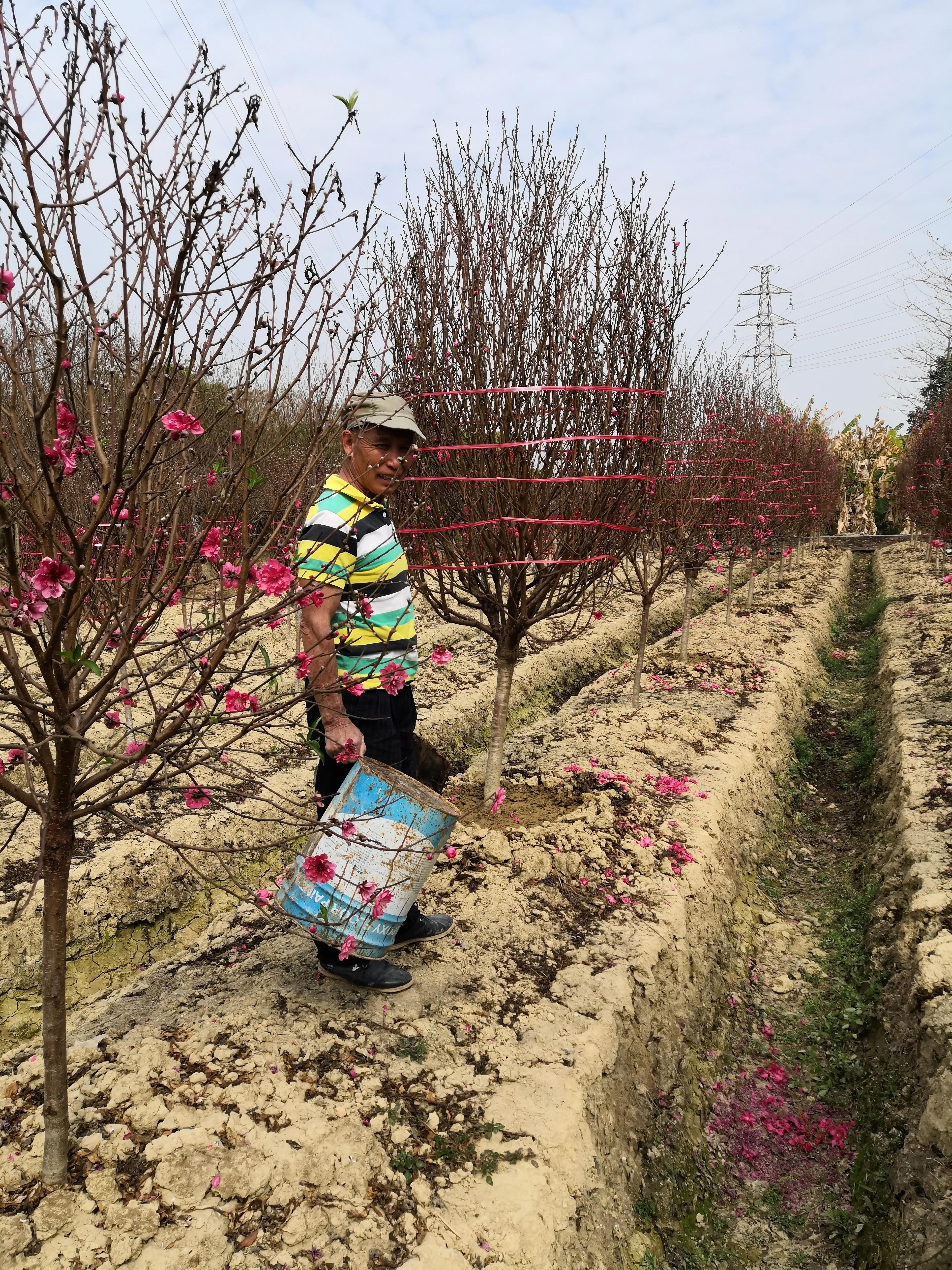 故乡的桃花,故乡的桃花开了