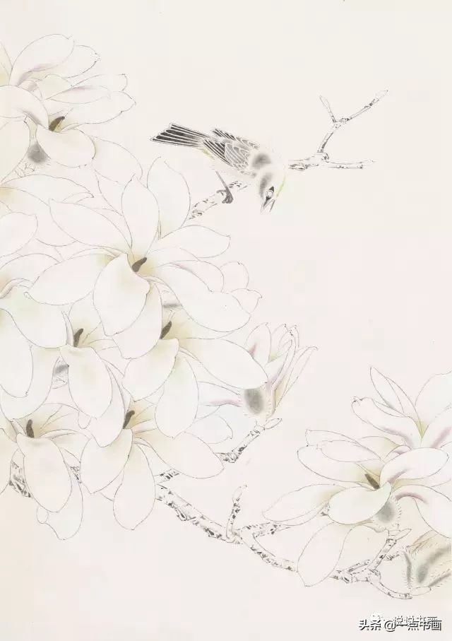 玉兰花的画法和枝干布局,玉兰花的素描画法步骤图