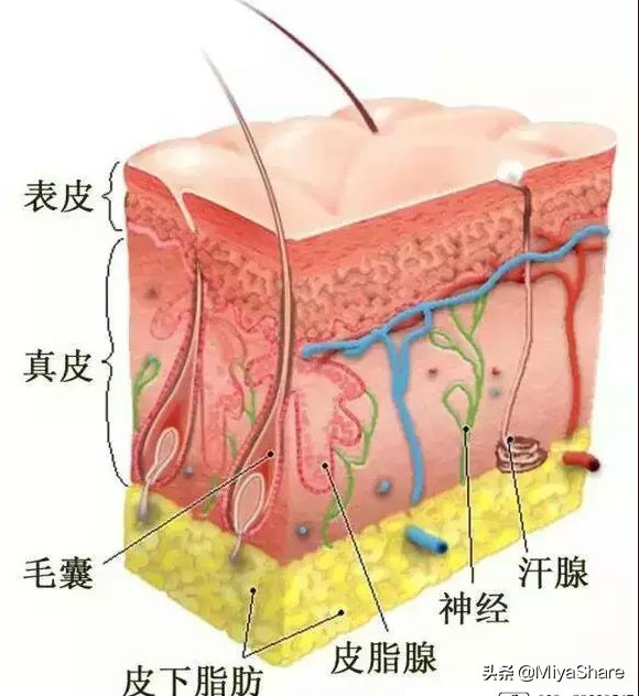 帮助护肤品吸收,帮助皮肤代谢的护肤品
