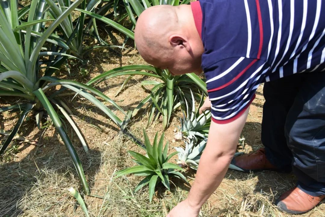 閫傚悎骞夸笢绉嶇殑蹇粨鏋滅殑姘存灉,鏂板瀷姘存灉璇曠