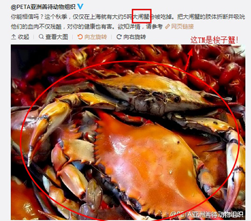 泰国猴子给人摘椰子打工维持生活,泰国负责摘椰子的猴子