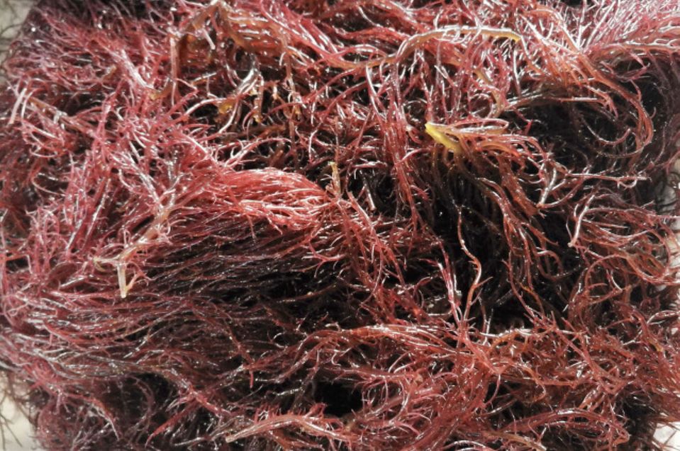 盘点那些好吃还不长胖的夏日冰品,夏天好吃的冰食品有哪些