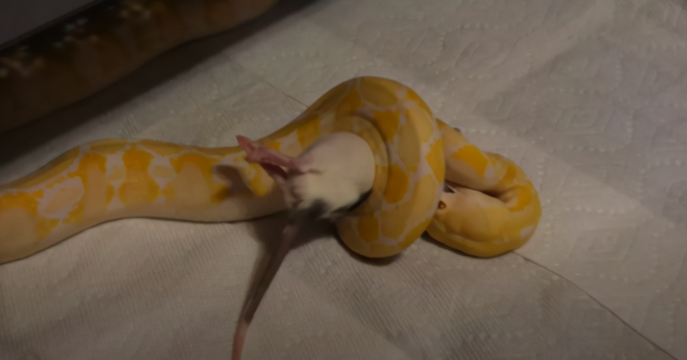 「爬宠饲养」蛇苗不开食难道只能填？​且慢