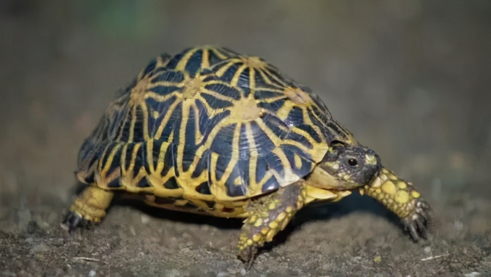 龟类纪录片,龟类图片